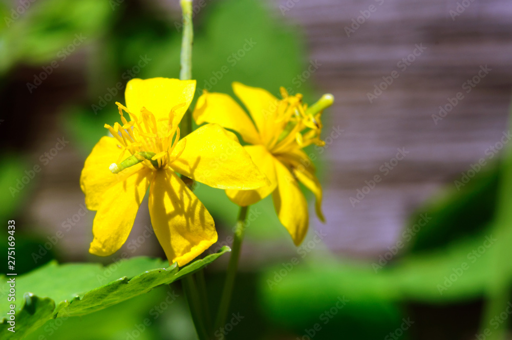 Fototapeta premium Yellow celandine flower in the summer garden, chelidonium.