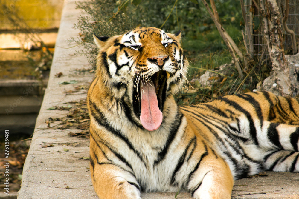 Obraz premium Nice tiger yawning on cement at sunset