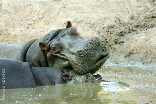 Couple of beautiful hippos (Hippopotamus amphibius) floating in the water with their heads out