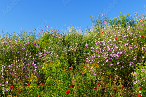 Wiese, Blumenwiese mit bunten, farbigen Blumen und Gras im Sommer, photo