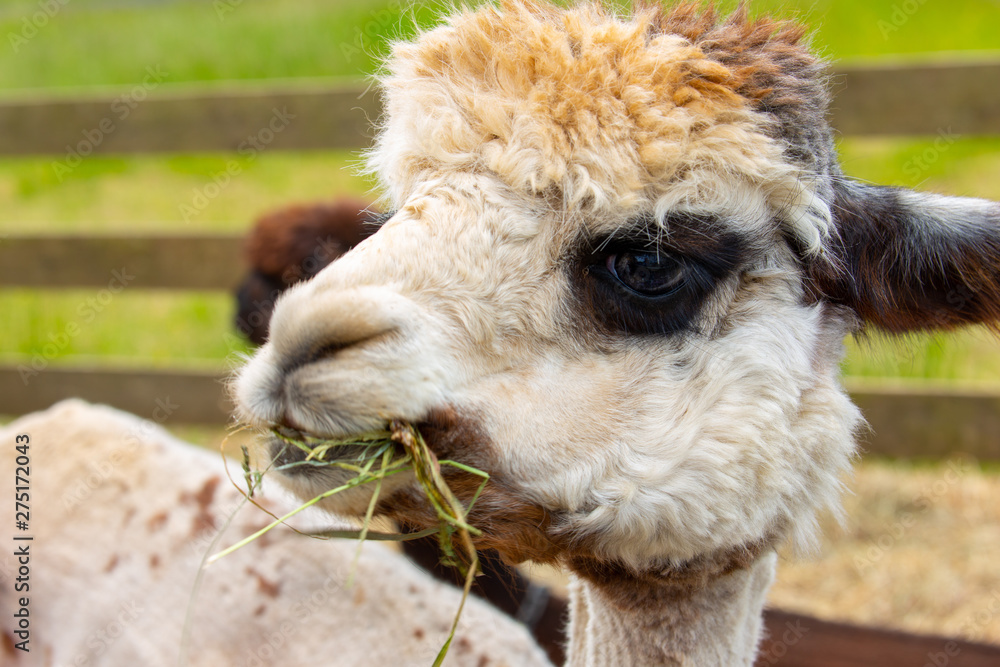 White alpaca with dark eyes chewing grass and hay