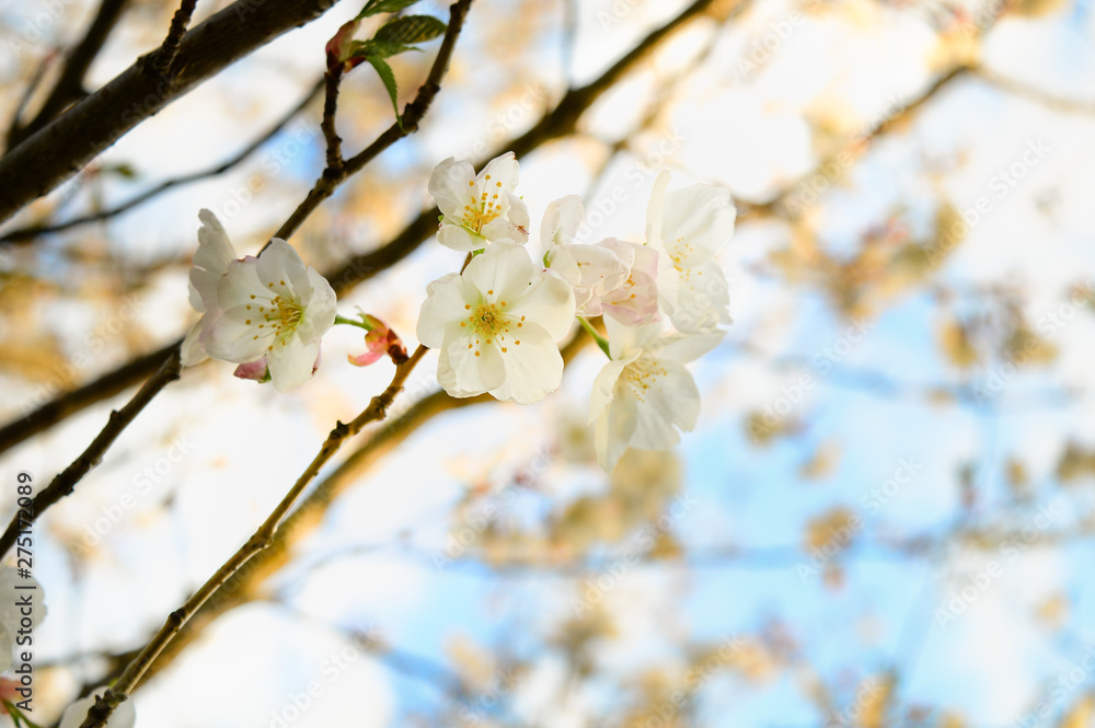 Beautiful background with sakura flowers, cherry petals and branches Beautiful background with sakura flowers, cherry petals and branches
