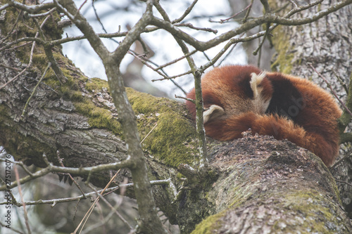 red panda asleep