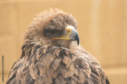portrait of an eagle © Benjamin