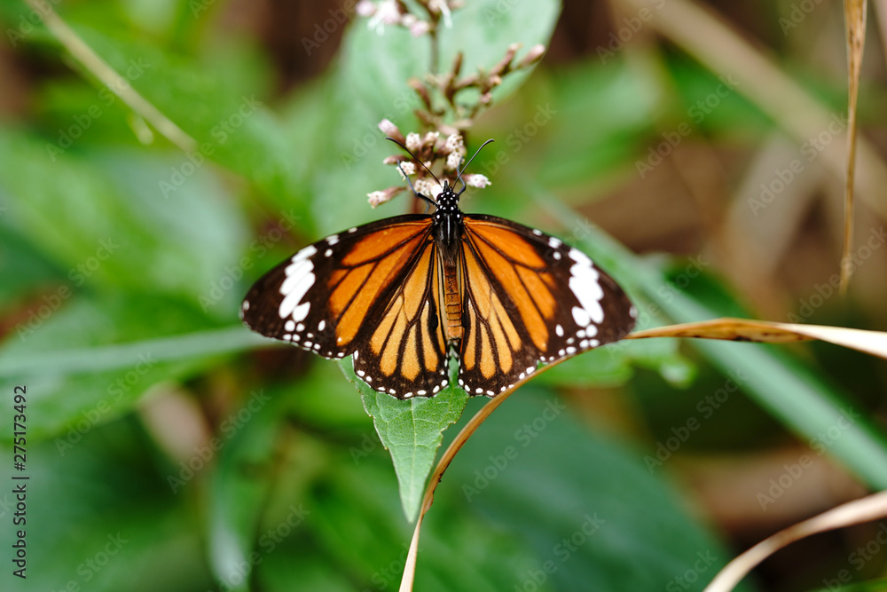 Fototapeta premium スジグロカバマダラ