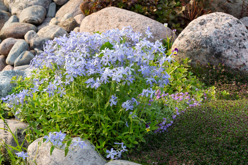 Blooming blue phlox and other flowers in a small rockeries in the summer garden photo