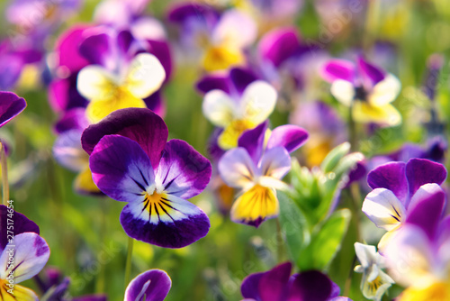 group of perennial yellow-violet Viola cornuta  known as horned pansy or horned violet