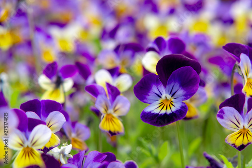group of perennial yellow-violet Viola cornuta, known as horned pansy or horned violet