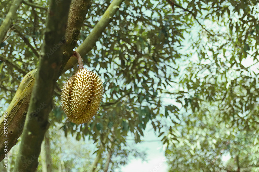 Ripe Monthong Durian on tree in agricultural garden Ripe Monthong Durian on tree in agricultural garden