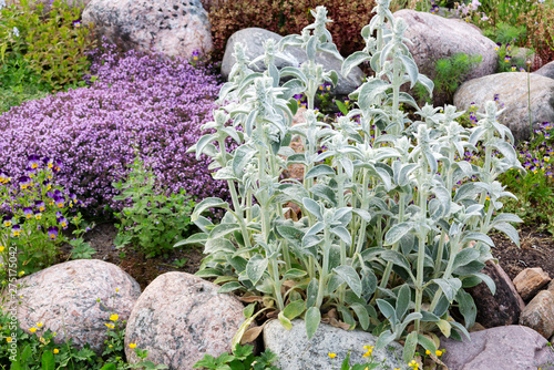 Stachys byzantina Plants Known as Lamb Ears in a Small Rockary in the Summer Garden photo