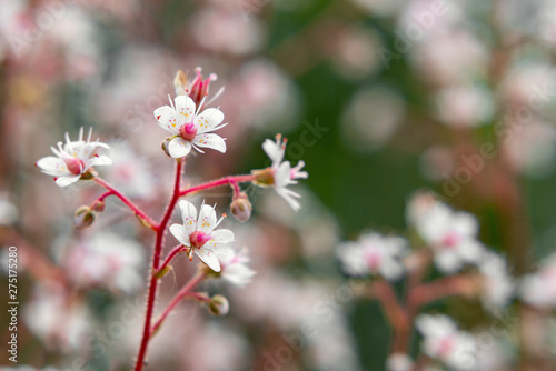 Blooming flowers of saxifrage umbrosa in the summer garden close-up
