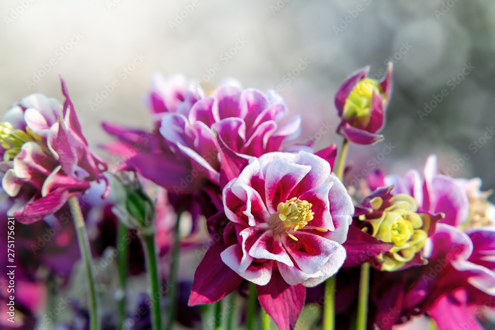 Burgundy flowers terry aquilegia Winky on a bed in the summer garden close-up Burgundy flowers terry aquilegia Winky on a bed in the summer garden close-up