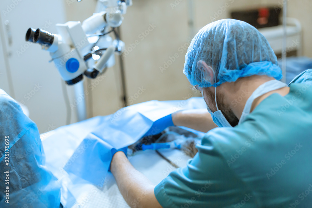 A professional ophthalmologist performs eye surgery with a microscope. The anesthesiologist controls the anesthesia and the condition of the dog during the operation. Endoscopic eye surgery. medical A professional ophthalmologist performs eye surgery with a microscope. The anesthesiologist controls the anesthesia and the condition of the dog during the operation. Endoscopic eye surgery. medical