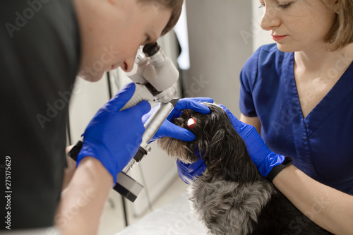 A veterinary ophthalmologist makes a medical procedure, examines the eyes of a dog with an injured eye and an assisent helps her to hold her head..A veterinarian makes biomicroscopy using a slit lamp photo