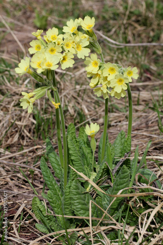 Primula maggiore (Primula elatior) © gabriffaldi