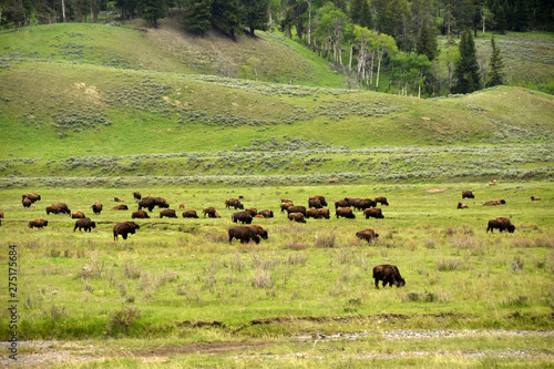 Buffalo roaming in Wyoming on the summer prairie
