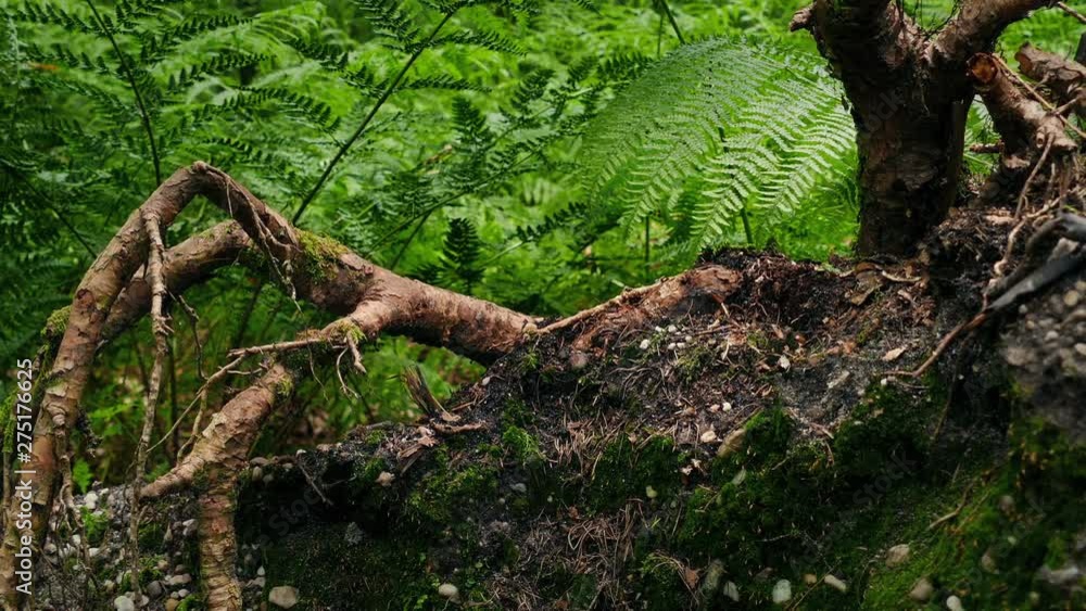 Passing Roots And Ferns In The Woods Passing Roots And Ferns In The Woods