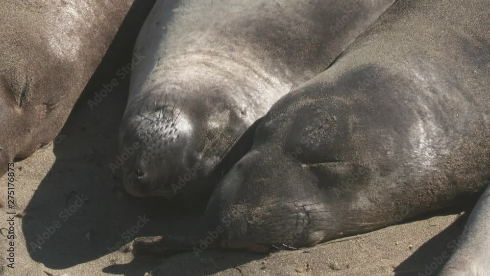 Steady, close up shot on the heads of three sleeping elephant seals. Steady, close up shot on the heads of three sleeping elephant seals.