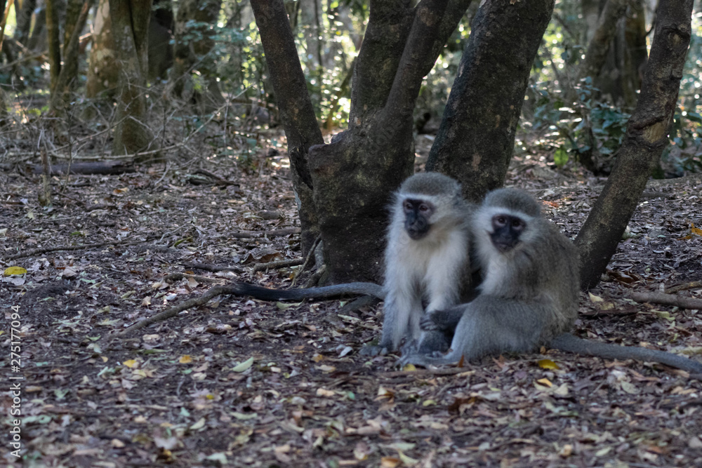 Obraz premium singes