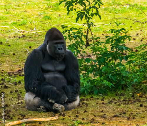 Obraz na plátne closeup of western lowland gorilla sitting in the grass, critically endangered p