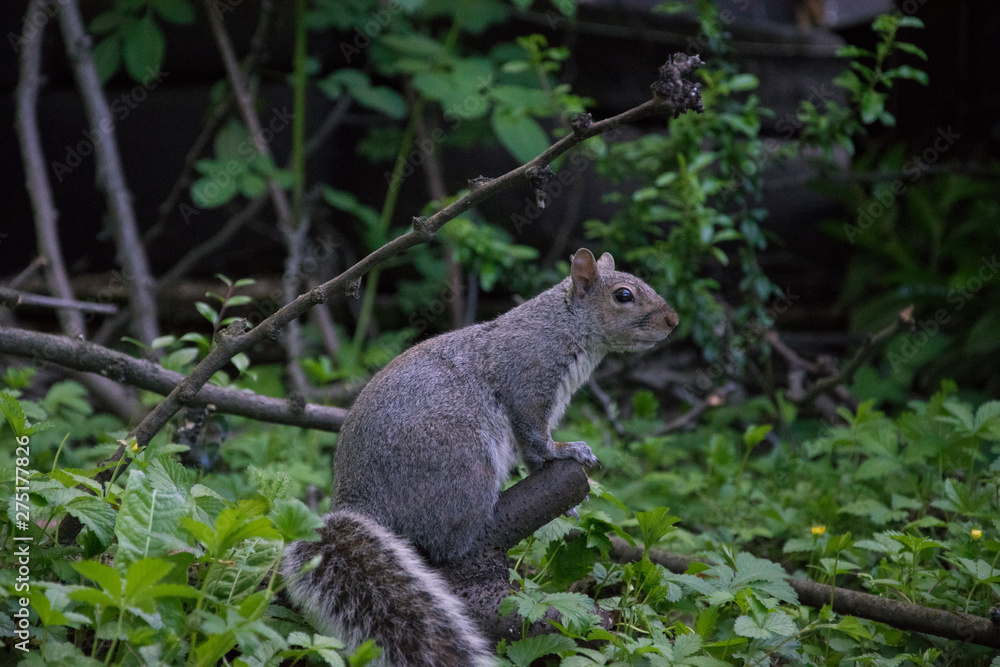 Squirrel in a italian park Squirrel in a italian park