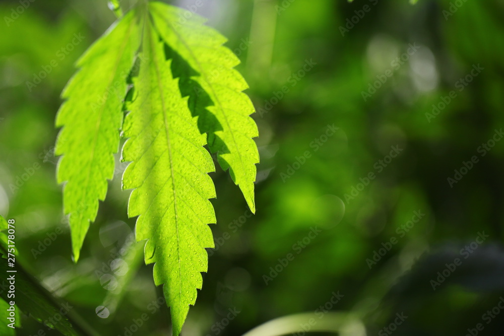 bright green leaves of the cannabis plant after the rain bright green leaves of the cannabis plant after the rain