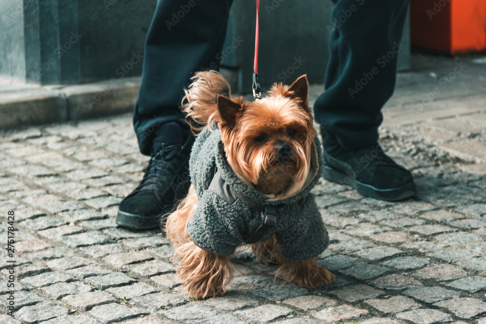A young male York sits at the feet of the owner. A dog on a walk with a collar and a leash in a suit on a sidewalk of tiles in the city in the spring. - obrazy, fototapety, plakaty 
