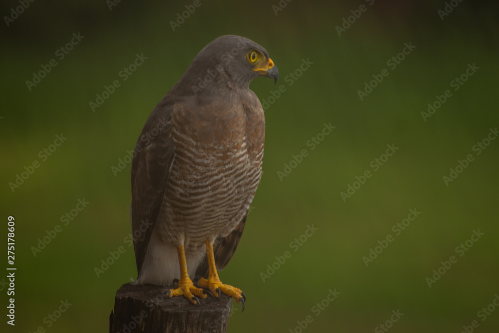 Fototapeta premium Hawk