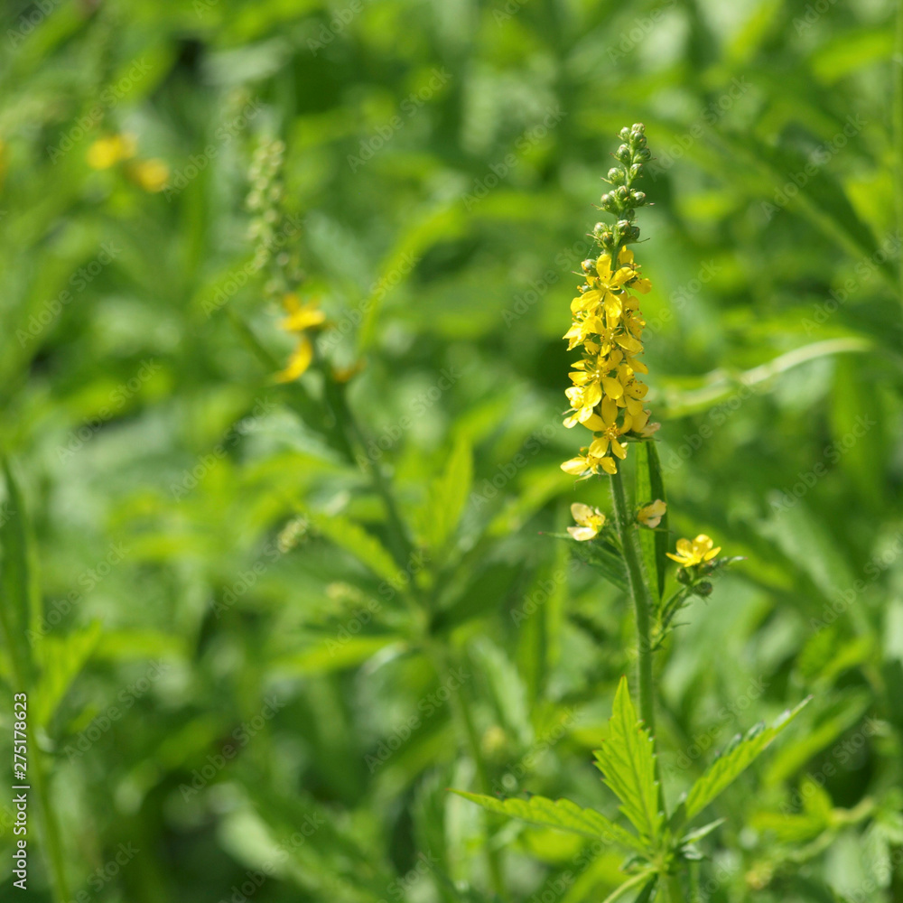 Gewöhnlicher Odermennig - Agrimonia eupatoria Gewöhnlicher Odermennig - Agrimonia eupatoria