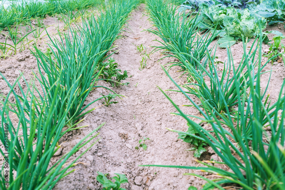 Ridges with green onion on the field. Selective focus. Agrary farming concept. Ridges with green onion on the field. Selective focus. Agrary farming concept.