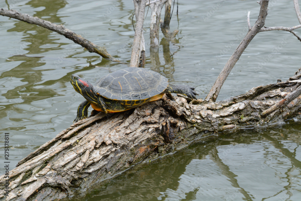 Red eared slider turtle sunbathing and stretching out hind leg on tree partially submerged in lake Red eared slider turtle sunbathing and stretching out hind leg on tree partially submerged in lake