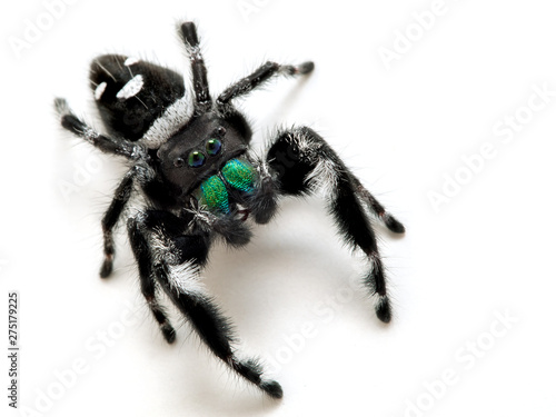 Tablou pe pânză Male regal jumping spider, Phiddipus regius, with black and white color pattern