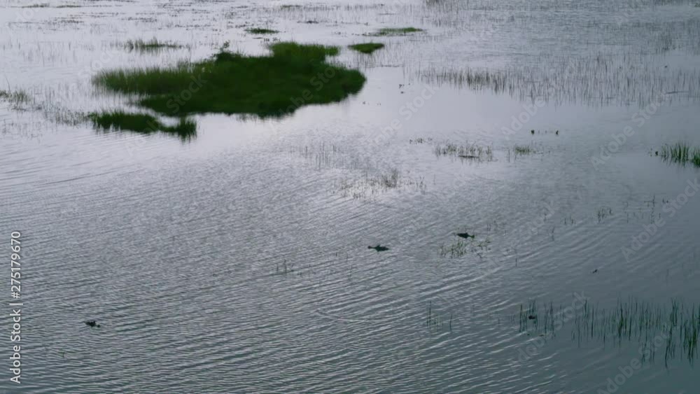 Steady, high angle, medium wide shot of water rippling as small crocodile heads peak above the surface. Steady, high angle, medium wide shot of water rippling as small crocodile heads peak above the surface.