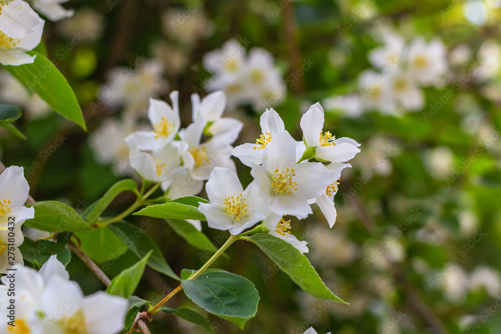 Fototapeta premium White flowers mock-orange