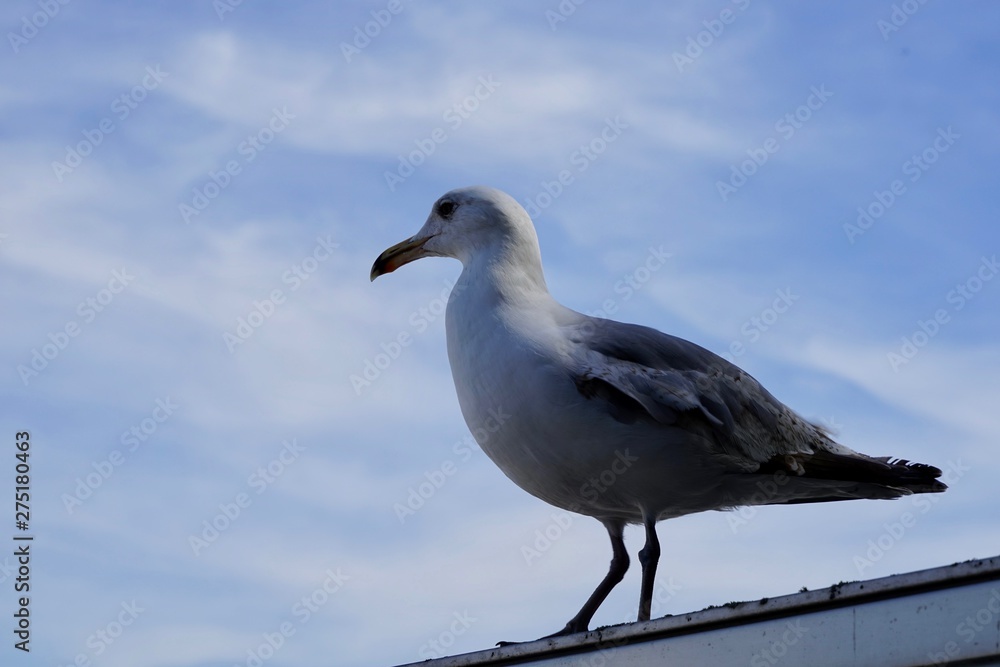 Möwe in Travemünde