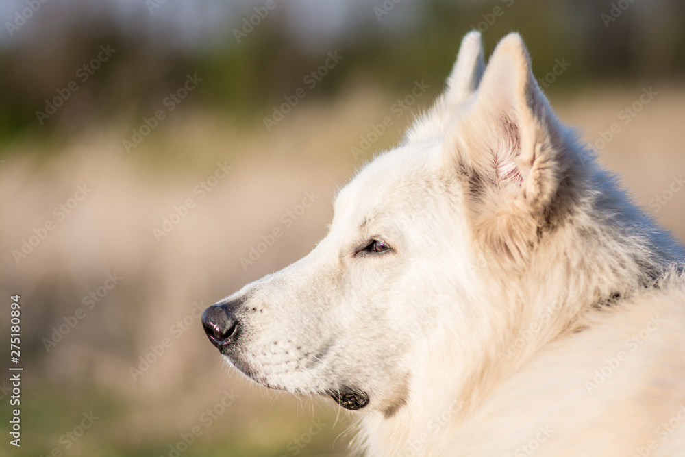 Obraz premium Dog in the sun