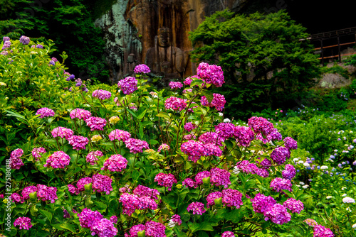 Wallpaper Mural 普光寺のアジサイ Torontodigital.ca