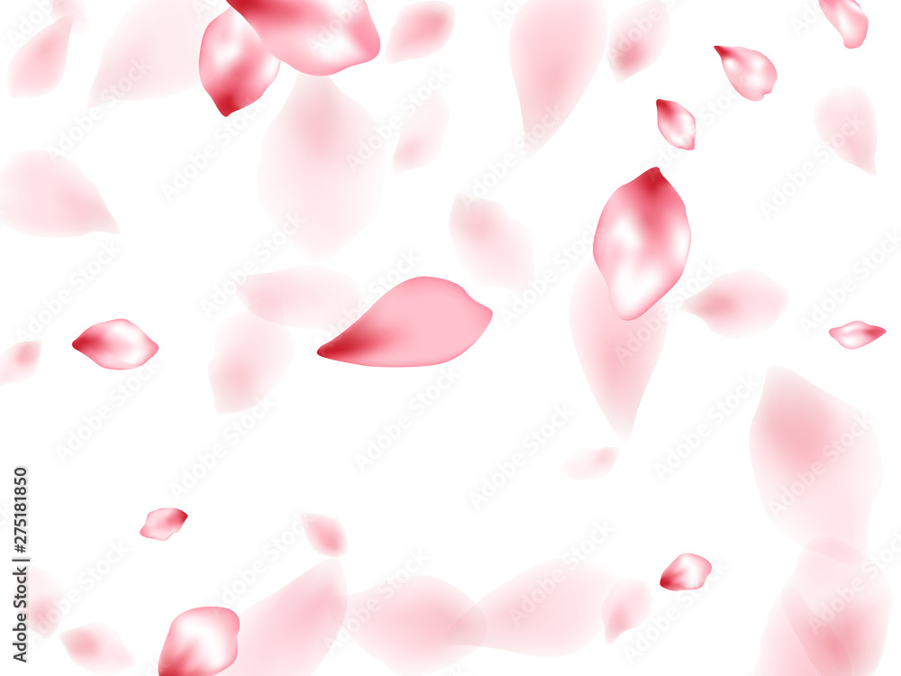 Pink sakura flower flying petals isolated on white vector background.