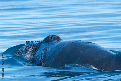 Close up View of a Humpback Whale Head and Blowhole