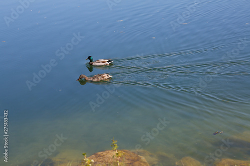 A pair of mated mallard ducks are seen swimming together on a lake in nature during a beautiful sunny day with room for copy.