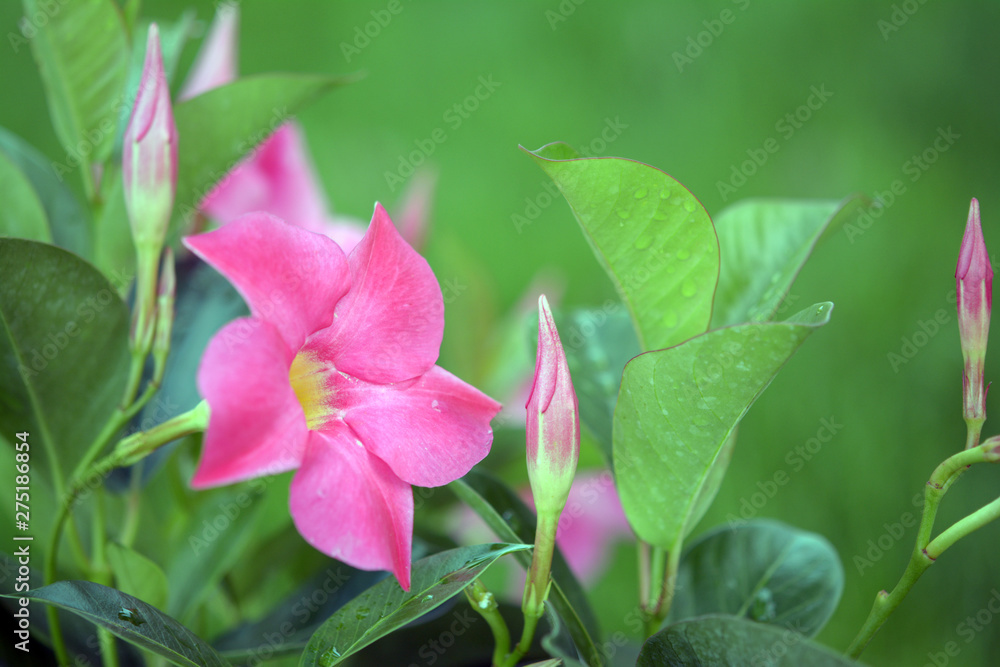 pink Dipladenia flower in the garden
