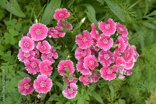 Dianthus flowers photo