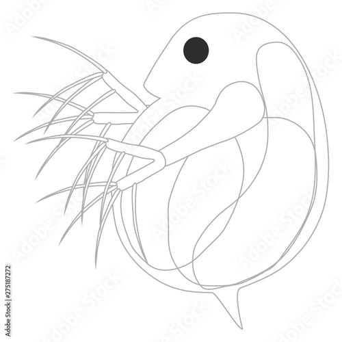 ミジンコ