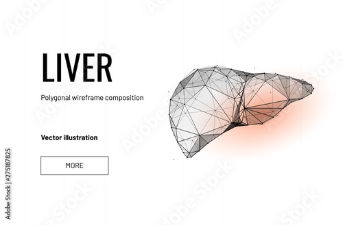 Liver organ. Low poly wireframe style. Technology in medicine. Abstract illustration isolated on white background. Particles are connected in a geometric silhouette