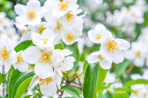White jasmine bush blossoming in summer day © Koxae