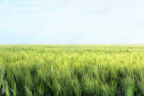 Green wheat field on sunny day