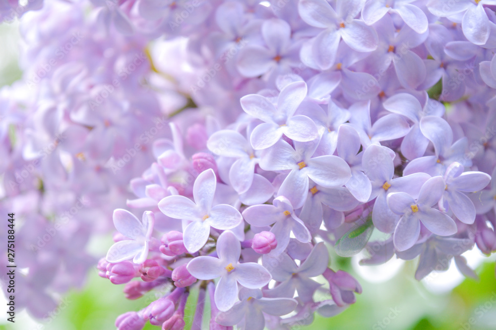Lilac shrub flower blooming in spring garden. Common lilac Syringa vulgaris bush Lilac shrub flower blooming in spring garden. Common lilac Syringa vulgaris bush