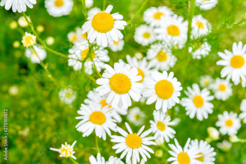 Medicine chamomile flowers. Aromatherapy by herbs camomile daisy flowers © Koxae