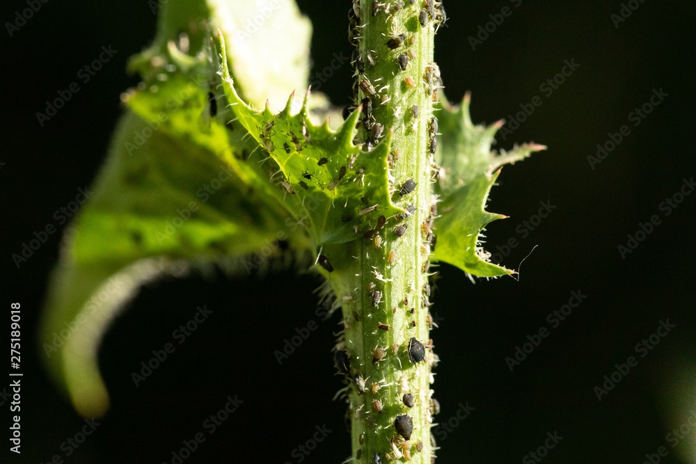 A macro view of aphid insects crawling over a green thorny plant outdoors. Common garden pest and insecticide concept. A macro view of aphid insects crawling over a green thorny plant outdoors. Common garden pest and insecticide concept.