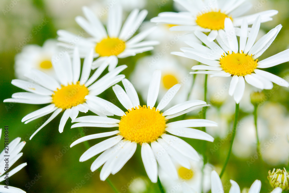 Obraz premium Medicine chamomile flowers. Aromatherapy by herbs camomile daisy flowers